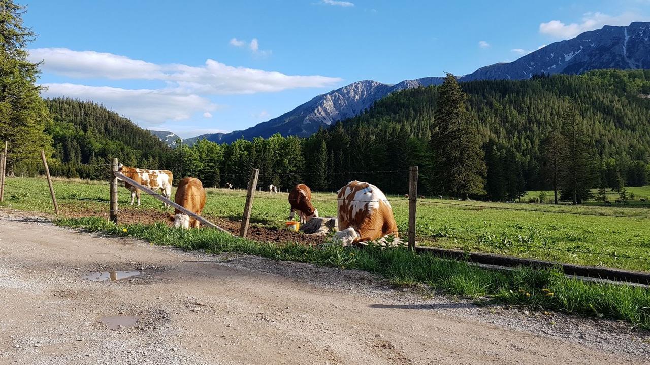 Ferienwohnungen Mamauwiese Gutenstein المظهر الخارجي الصورة